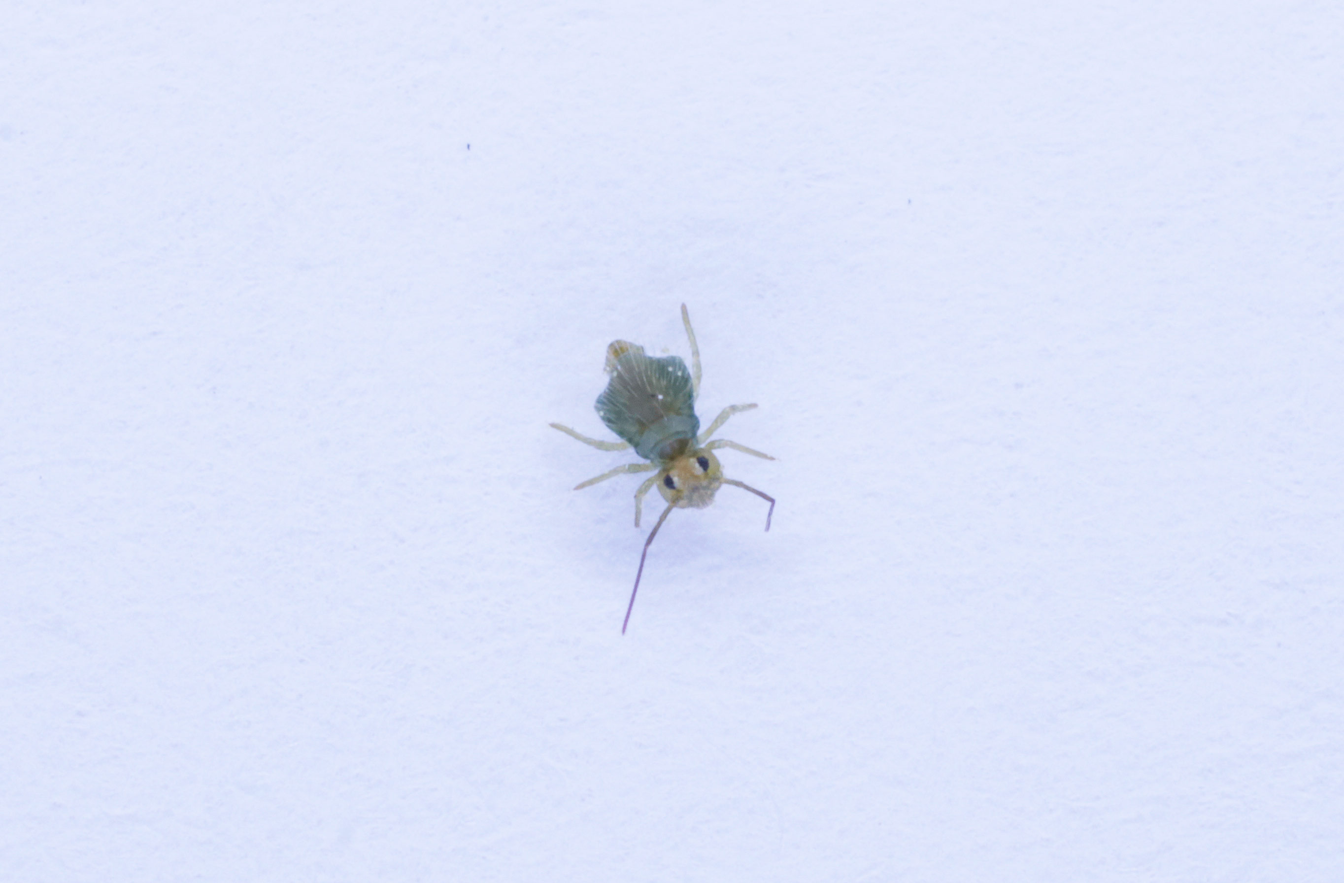 Collembola da ID